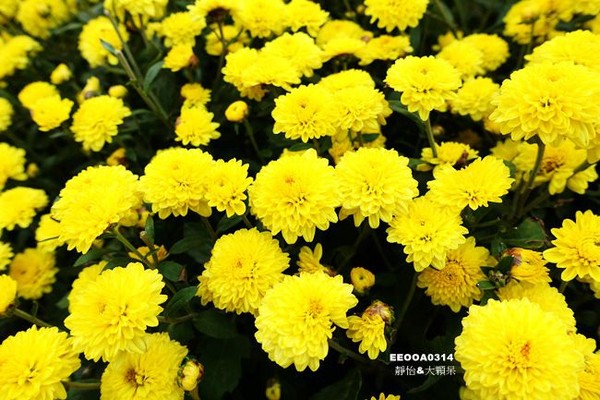 ▲2017铜锣杭菊节。（图／静怡&大颗呆の亲子.旅游.美食提供）