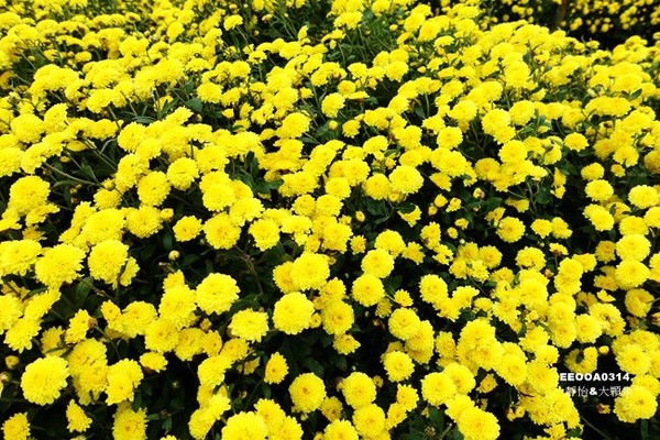 ▲2017铜锣杭菊节。（图／静怡&大颗呆の亲子.旅游.美食提供）