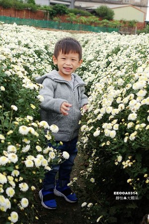 ▲2017铜锣杭菊节。（图／静怡&大颗呆の亲子.旅游.美食提供）