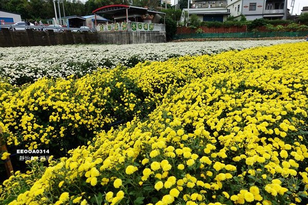 ▲2017铜锣杭菊节。（图／静怡&大颗呆の亲子.旅游.美食提供）
