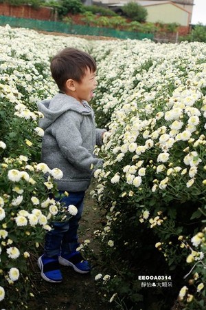 ▲2017铜锣杭菊节。（图／静怡&大颗呆の亲子.旅游.美食提供）