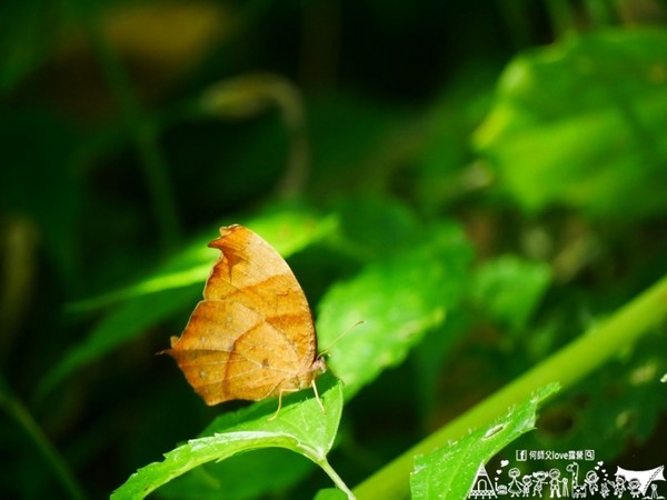 ▲新竹五峰乡好麻吉私房景点亲子露营地。(图/何师父提供)