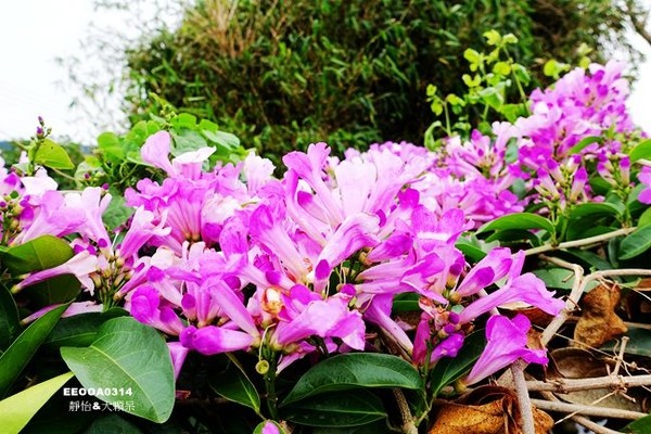 ▲2017铜锣杭菊节。（图／静怡&大颗呆の亲子.旅游.美食提供）