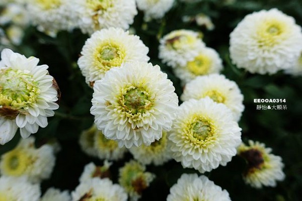 ▲2017铜锣杭菊节。（图／静怡&大颗呆の亲子.旅游.美食提供）