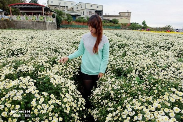 ▲2017铜锣杭菊节。（图／静怡&大颗呆の亲子.旅游.美食提供）