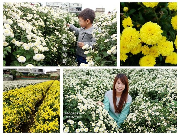 ▲2017铜锣杭菊节。（图／静怡&大颗呆の亲子.旅游.美食提供）