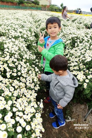 ▲2017铜锣杭菊节。（图／静怡&大颗呆の亲子.旅游.美食提供）