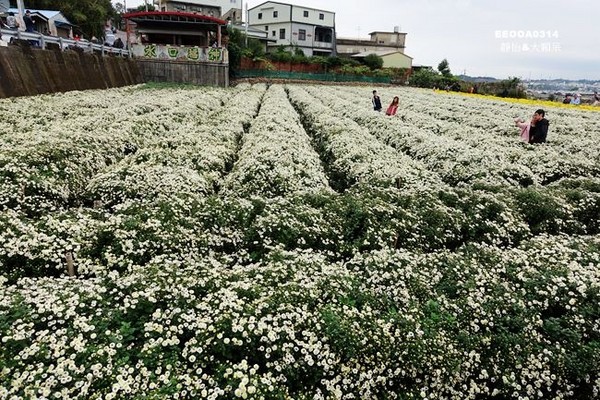 ▲2017铜锣杭菊节。（图／静怡&大颗呆の亲子.旅游.美食提供）