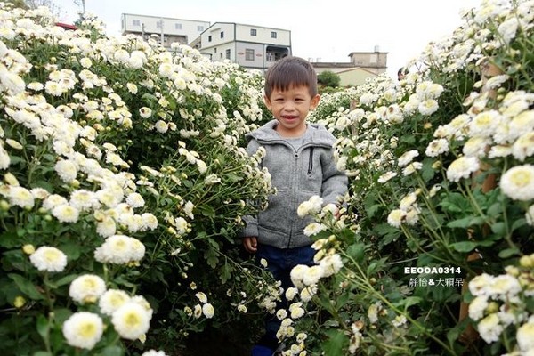 ▲2017铜锣杭菊节。（图／静怡&大颗呆の亲子.旅游.美食提供）