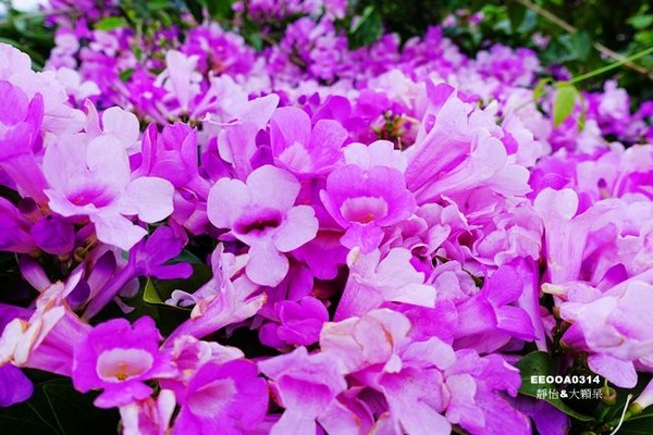 ▲2017铜锣杭菊节。（图／静怡&大颗呆の亲子.旅游.美食提供）