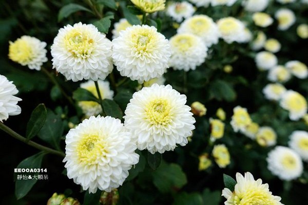 ▲2017铜锣杭菊节。（图／静怡&大颗呆の亲子.旅游.美食提供）