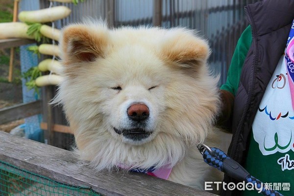 ▲秋田犬。（图／ETtoday资料照）