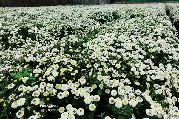 ▲2017铜锣杭菊节。（图／静怡&大颗呆の亲子.旅游.美食提供）