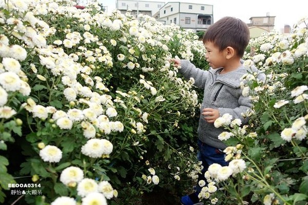 ▲2017铜锣杭菊节。（图／静怡&大颗呆の亲子.旅游.美食提供）
