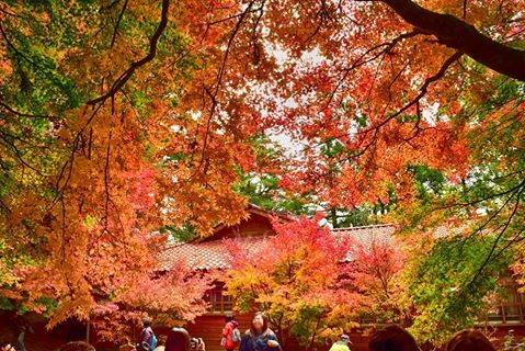 福寿山农场枫叶（图／取自福寿山农场脸书专页）