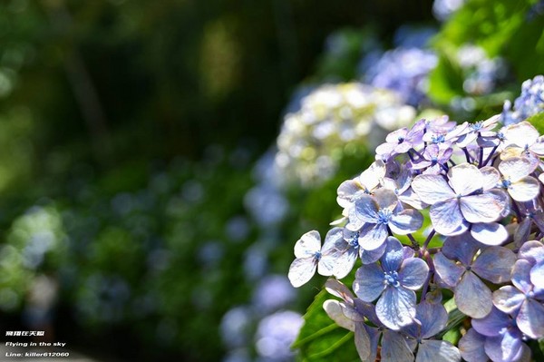 ▲高山农场绣球花（图／摄影师《飞翔在天际》授权提供）