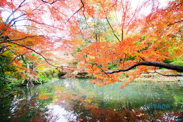 ▲京都府立植物园。(图/卡瓦纳提供)