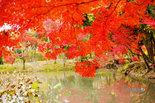 ▲京都府立植物园。(图/卡瓦纳提供)