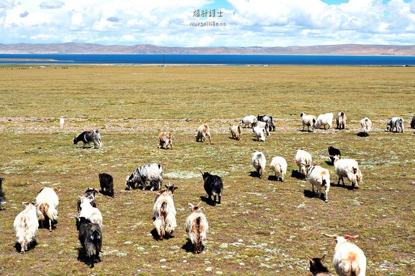 ▲中国西藏旅游。(图/爆肝护士提供)