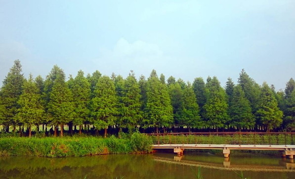 ▲菁埔埤。（图／网友sam_lin_tainan、shujuhu提供，请勿随意翻拍，以免侵权。）