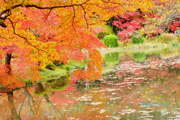 ▲京都府立植物园。(图/卡瓦纳提供)