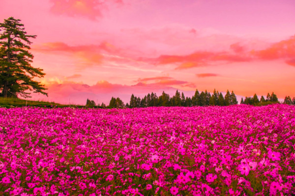 ▲波斯菊花海。（图／翻摄自福寿山农场粉丝团脸书）