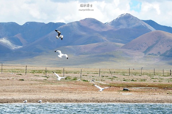 ▲中国西藏旅游。(图/爆肝护士提供)