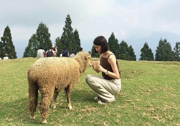 ▲清境农场。（图／IG@enenii提供，请勿任意翻摄以免侵权）