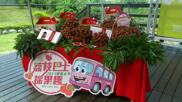 ▲台中摘荔枝体验。（图／取自《大玩台中》粉丝专页）