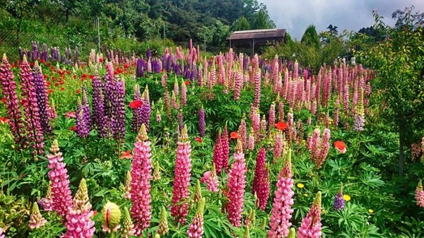 ▲福寿山农场紫藤花进入盛开期。（图／翻摄自福寿山农场官网，以下皆同）