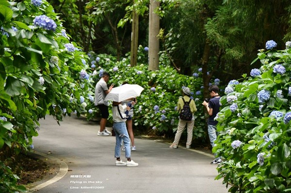 ▲高山农场绣球花（图／摄影师《飞翔在天际》授权提供）