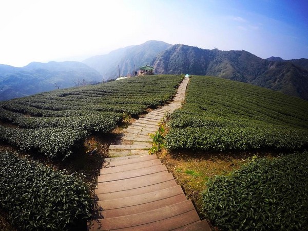 ▲软鞍八卦茶园。（图／网友提供，请勿随意翻拍，以免侵权）