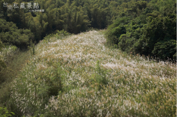 ▲芒草花海。（图／粉丝专页《台南私藏景点》提供）
