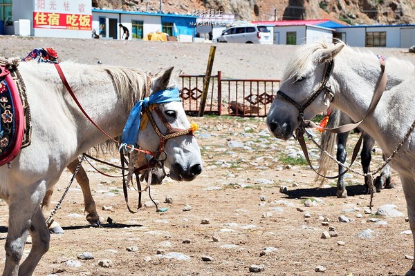 ▲中国西藏旅游。(图/爆肝护士提供)