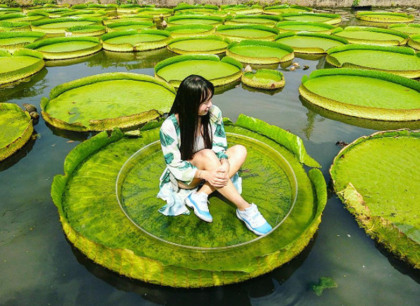 ▲桃园观音莲花季。图／网友lydia31122提供，请勿随意翻拍，以免侵权。）