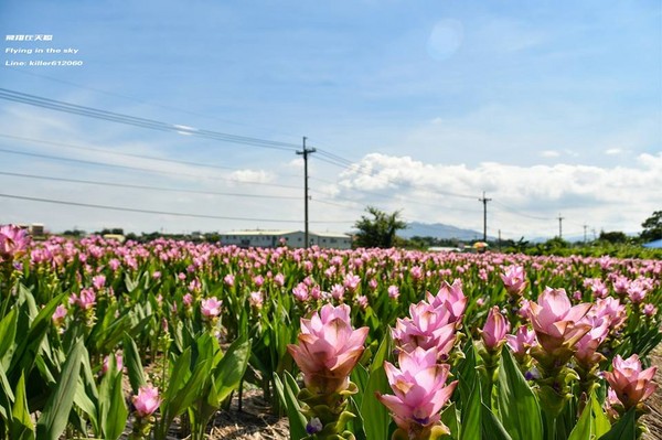 ▲台中外埔姜荷花海。（图／摄影师《飞翔在天际》授权提供）
