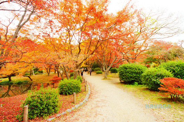 ▲京都府立植物园。(图/卡瓦纳提供)