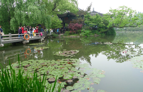 ▲金凤凰漫游江南。（图／凤凰旅行社提供）