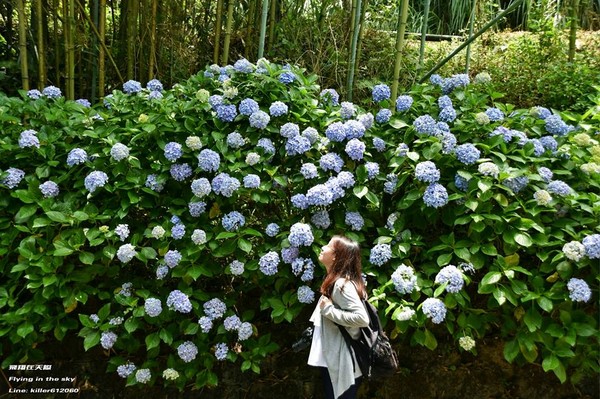 ▲高山农场绣球花（图／摄影师《飞翔在天际》授权提供）