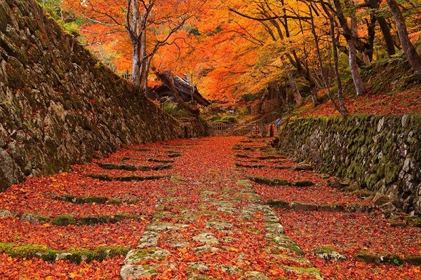 ▲美到失心枫！流转京都琵琶湖枫情。（图／凤凰旅游提供）