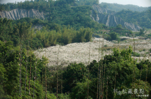 ▲芒草花海。（图／粉丝专页《台南私藏景点》提供）