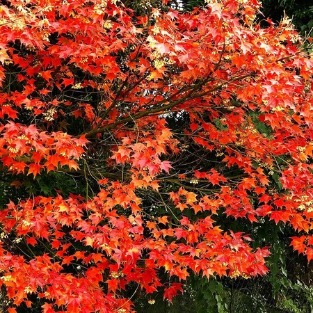 ▲福寿山农场近日枫况。(图/网友提供,请勿随意翻拍,以免侵权)