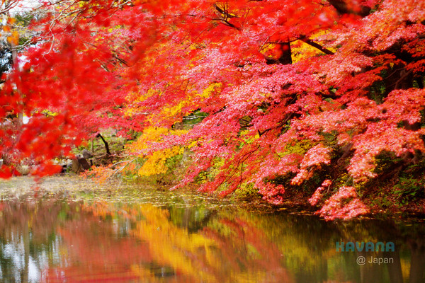 ▲京都府立植物园。(图/卡瓦纳提供)