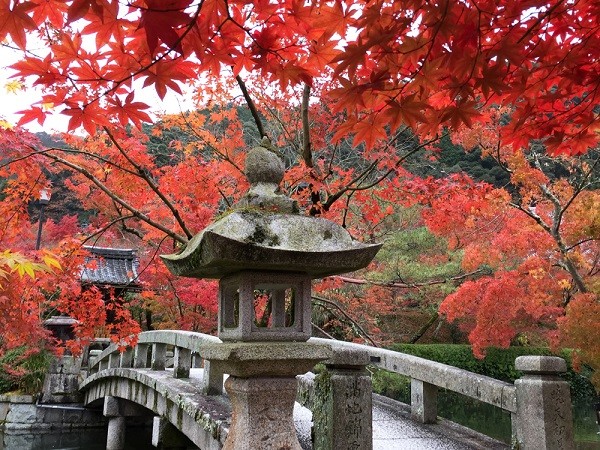 ▲美到失心枫！流转京都琵琶湖枫情。（图／凤凰旅游提供）