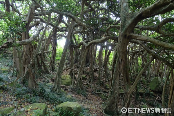 ▲恒春白榕园。（图／记者于佳云摄）
