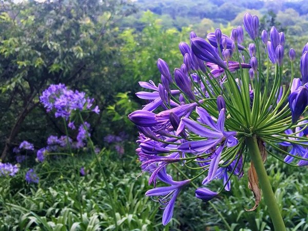 ▲爱情花。（图／取自《沐心泉休闲农场》脸书专页）