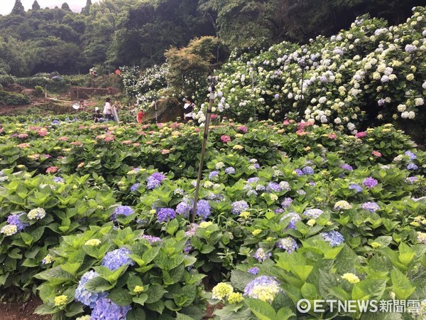 ▲阳明山湖田社区绣球花懒人包（图／高家绣球花园,大赏园,大梯田绣球花提供）