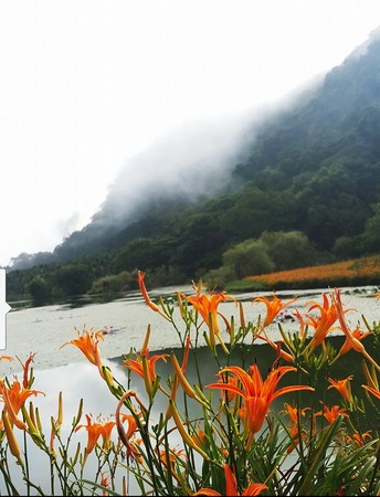 ▲竹林湖看金针花。（图／网友杨采静提供，请勿随意翻拍，以免侵权。）
