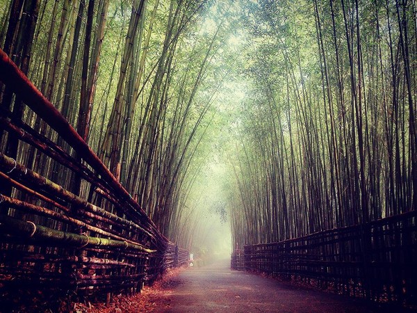 ▲乌嘎彦竹林隧道（图／网友h.wei.917、leo75915、jean000408提供，请勿随意翻拍，以免侵权。）