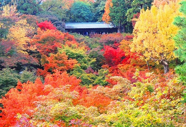 ▲美到失心枫！流转京都琵琶湖枫情。（图／凤凰旅游提供）